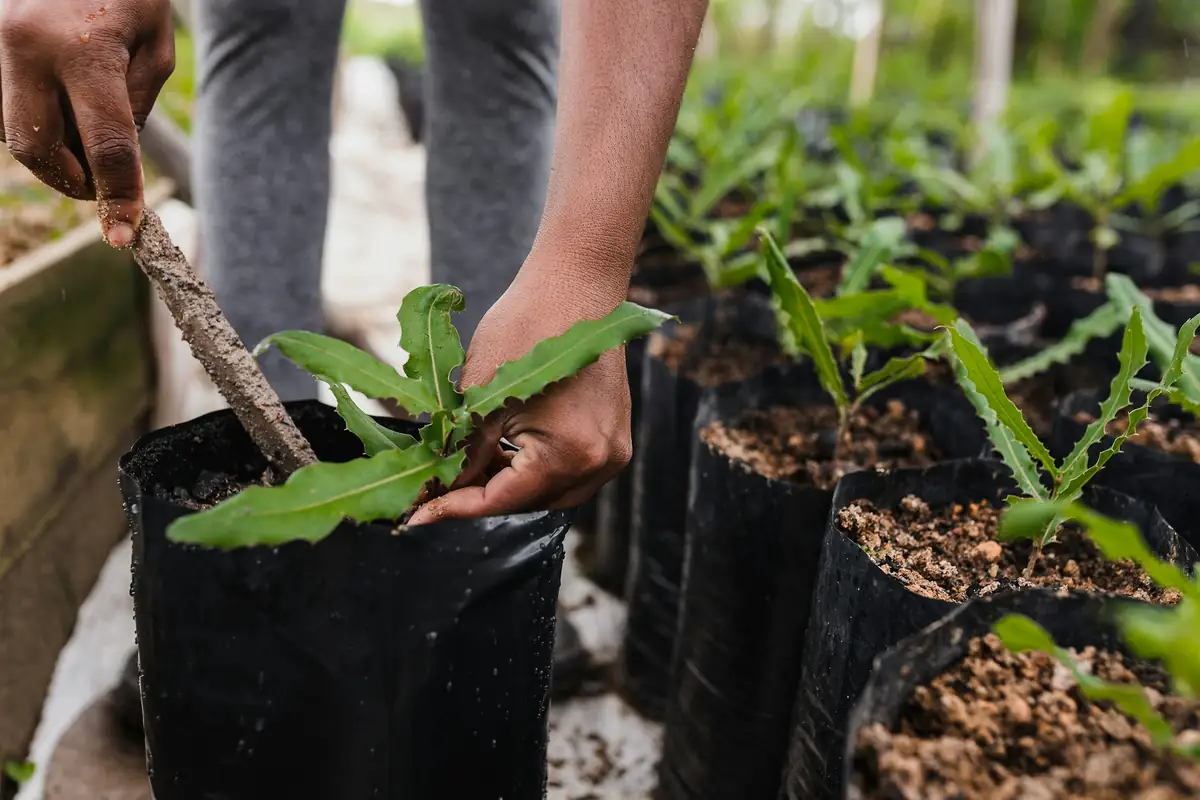 Mãos plantando uma muda em saco plástico preto no viveiro